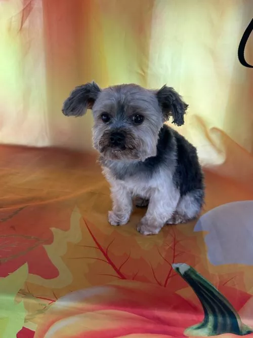 I have been a happy customer for over a year. Karli grooms my 3 dogs and she does a great job! She is sweet and patient