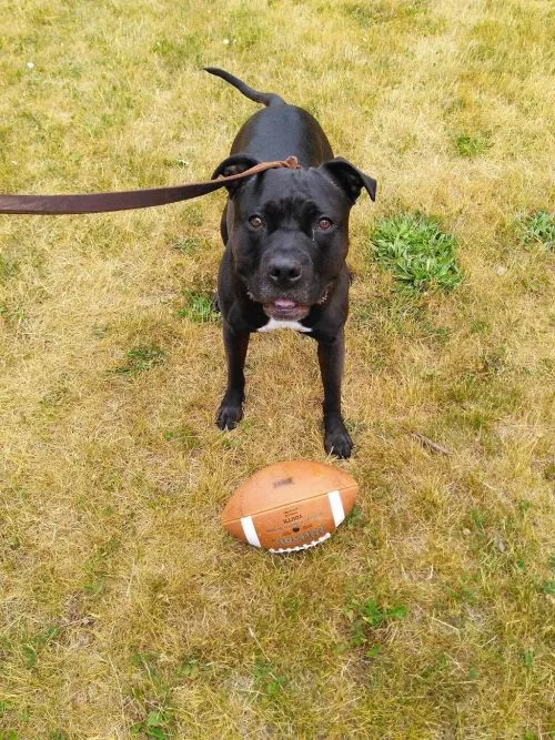 Kevin is my dog walker and cat sitter. He always updates with a photo and details each day he helps out