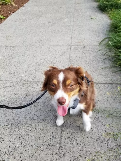 Lana is an awesome pet care provider. She is also a very gentle and caring groomer