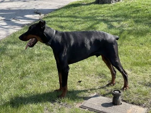 R. Lewis is Thee Man when it comes to training dogs. He trained me more than other trainer I have worked