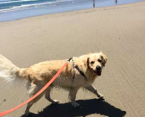 We found out about molly because she lived in our complex and I am so glad we did. I would highly recommend Sup Dog 