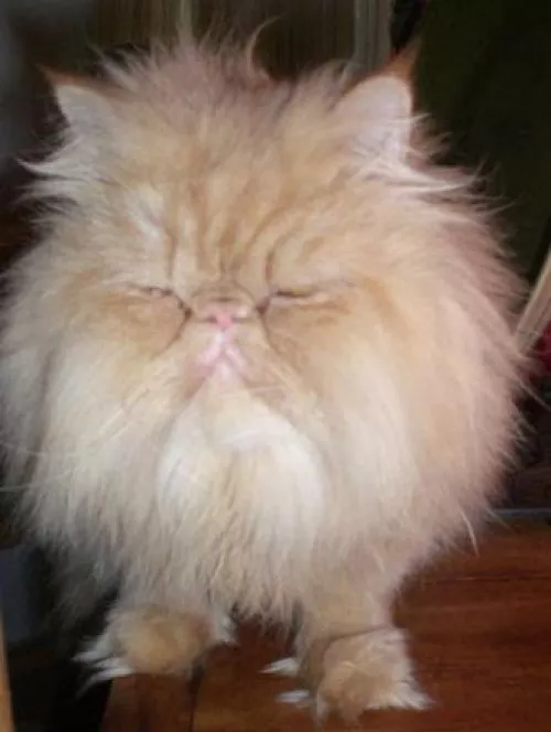 North County Pet Sitting provides a terrific service. Rumi is super caring and took care of our 2 cats for 2 weeks