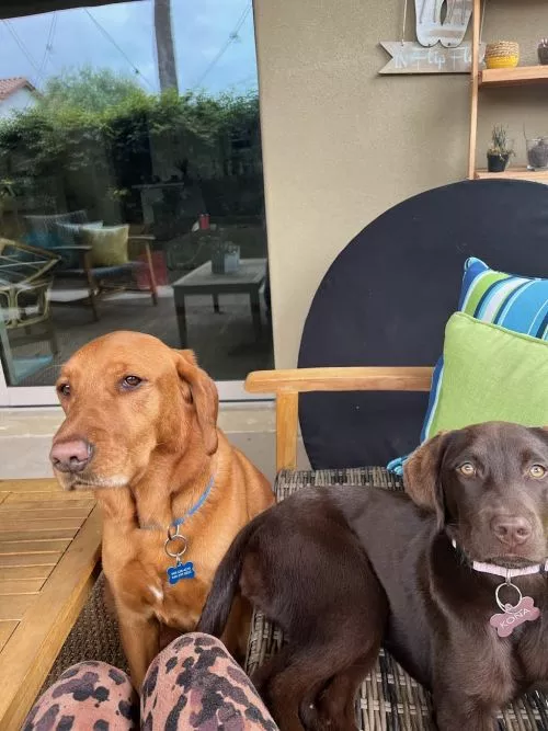 They would take care of my old dog who could no longer stand up on her own