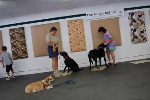 The Educated Pet has been a “constant” in the life of my precious Labrador