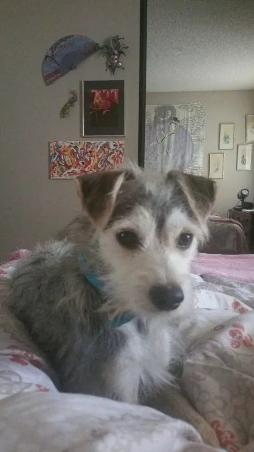 After hearing from my breeder that perhaps it would be better to return my now seven months old border collie puppy, I had