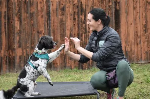 I have a Doberman pincher 1 year old and he has been trained with Stephanie for many weeks now Stephanie has been really