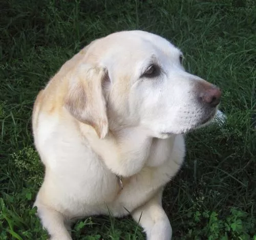 Working with Beth to train my dog was a dream-come-true! She was kind, clearly loves dogs, jumps right in, and directive