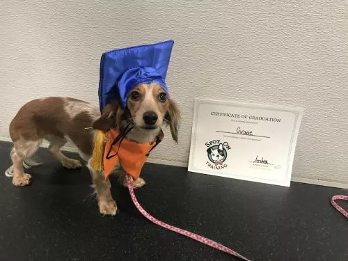 My puppy Waffles and I have loved our Urban Adventure class at Spot On Training