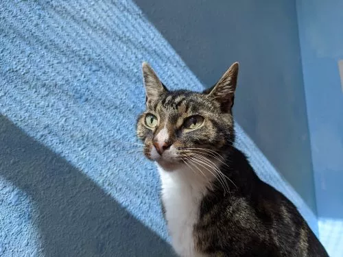 Purring Parrot has been so great. I feel so blessed to have found a caring cat boarding location that treats my cat as