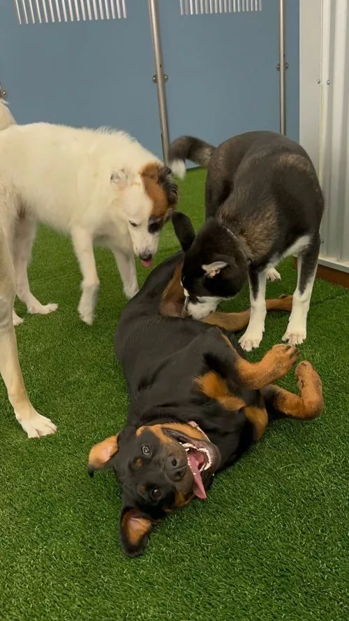 My dog has been to multiple Camp Bow Wow locations throughout the country and this San Diego location is amazing