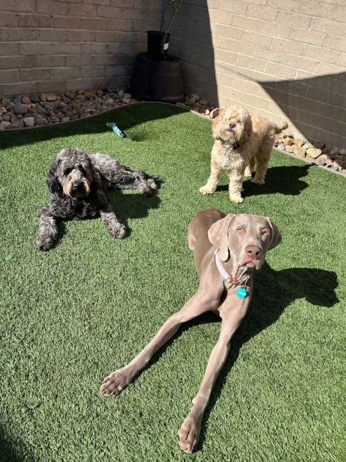 Thank God I found Home Away from Home K9 Care! I never have to worry about my two dogs while away on a trip