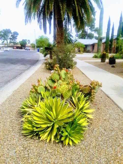 Vanya humanely trained all four of my dogs, individually, to avoid rattlers and Sonoran desert toads