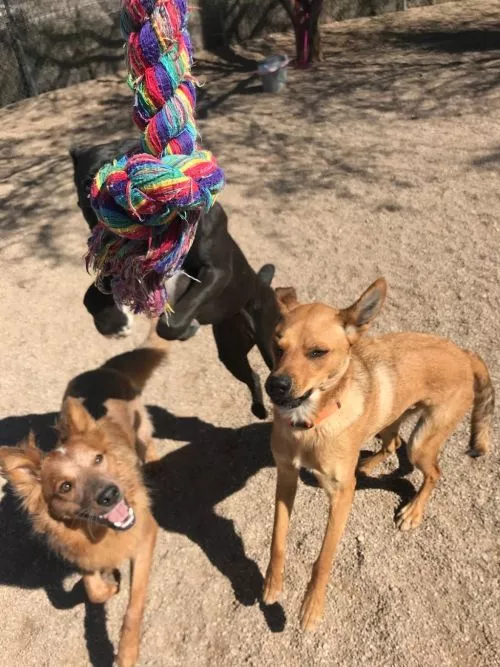 My dog has the BEST time at daycare. He is a younger pup who is still learning good manners and boundaries