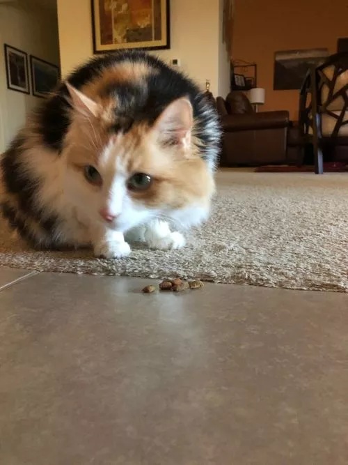 Brit has become my new pet sitter since I moved to Tucson and I really like her