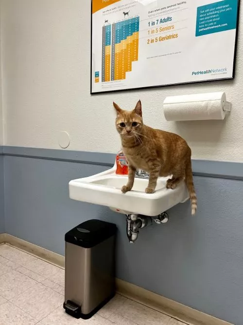 Brought my cat in to check on what were clear symptoms of kidney disease - the staff was incredibly kind and professional,