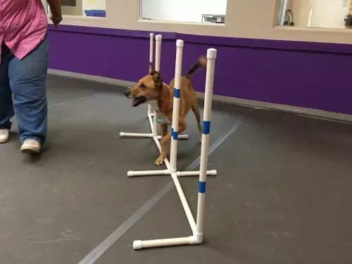 Definitely check the website and Facebook for class schedules. Wonderful training for myself and my reactive rescue
