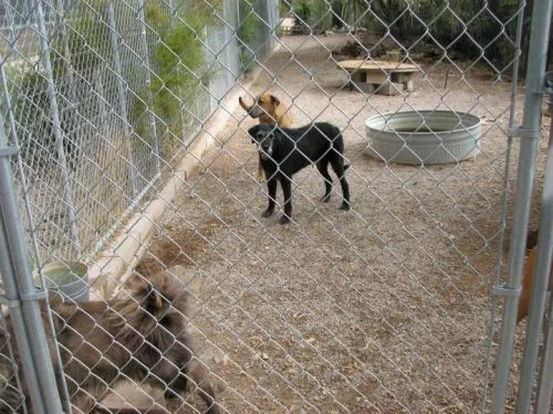 We are SO glad that we found Kennel Nirvana! My 8 month old puppy is quite the social butterfly, and the thought of her