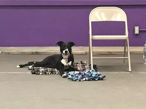 I cannot recommend Blair from Backyard Barkers enough! She is extremely knowledgeable and understood exactly what our dog