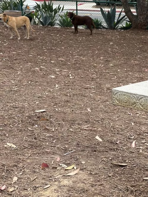 Overall it"s fine for a small dog park. However the fence is maybe 3. 5ft high