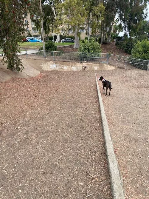 Perfect little dog park for my fetch dog without a bunch of badly behaved dogs chasing his ball