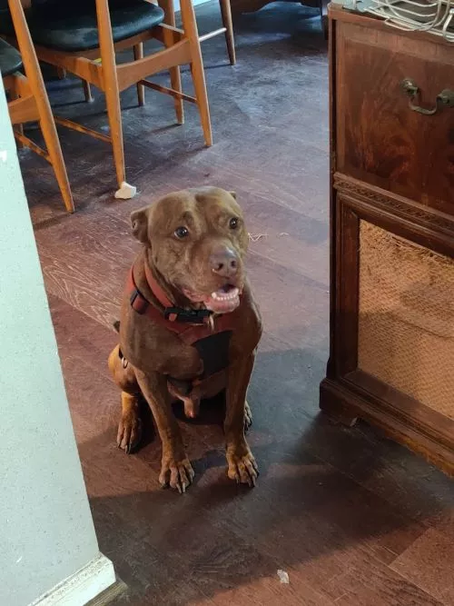 Best dog trianer in the west! Higly recommend! M]
