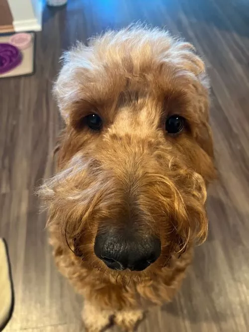 Edit: I took my dog in after being reached out to by the owner, we were suggested to book with Stephanie to give Kriser’s