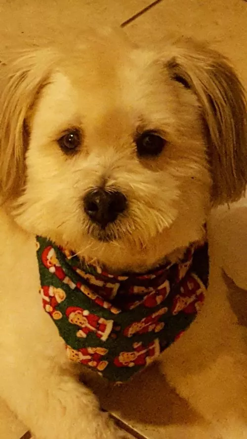 Mia, my Cavalier King Charles Spaniel, absolutely loves getting groomed here