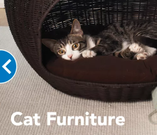 This is my favorite Petsmart and they always treat me right regardless of what I am looking for. . 