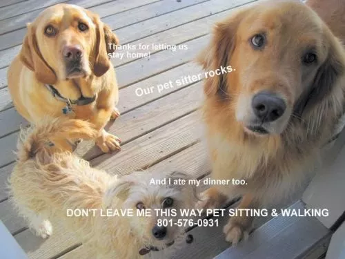 Reliable, Trustworthy, Dogs Love her!! Lorraine is the best dog sitter we have ever used