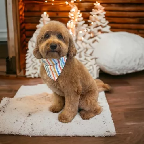 The best groomers we’ve ever been to HANDS DOWN. The kindest staff!