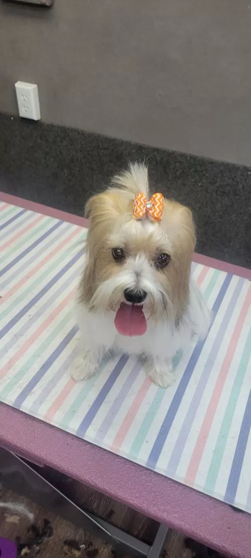 Absolutely thrilled with my Sophie"s new cut! Sophie is a teacup Yorkie and her small size can be a challenge, but Veronica