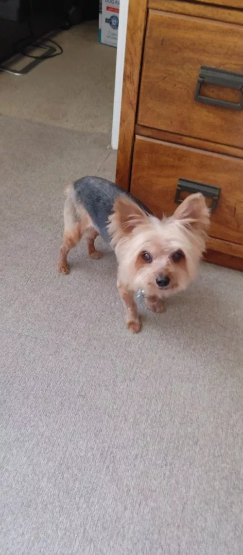 Diamond Dog grooming was ABSOLUTELY AMAZING!! Their first store wasn"t able to help me but went above and beyond contacting