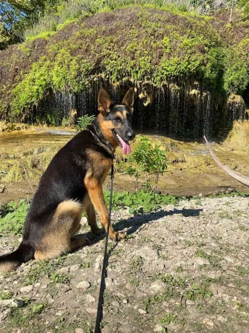 Before using this dog trainer PLEASE PLEASE PLEASE view a few of the owner"s YouTube videos all the way through (under Mark