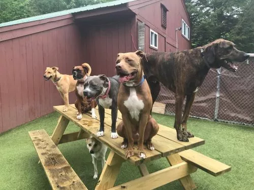 Our dog Maya has been coming to daycare here once a week for over a year and she absolutely loves it