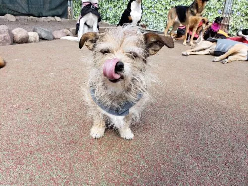 I truly can"t say enough good things about Zen dogs. The facility is fantastic and the staff is incredible — a super kind