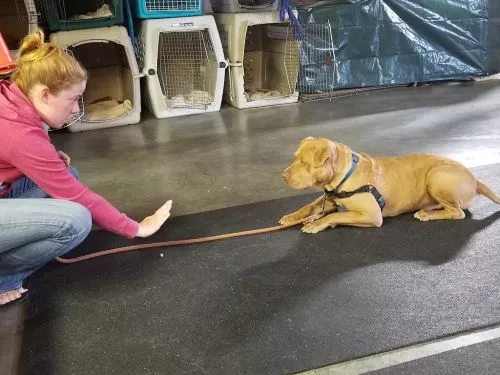 Been bringing my dog here for the puppy socialization sessions. Juls- the dog trainer - is fantastic
