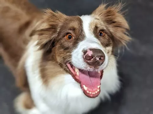 My dog broke her foot from a fall at Seattle Canine Club on 10/21/23. Here is the story of what happened