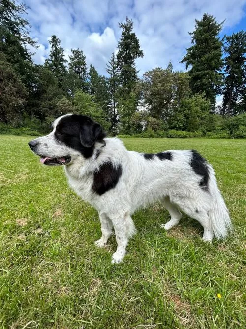 Jess at Three Six Canine is a miracle worker when it comes to training and rehabilitating aggressive behavior in dogs and