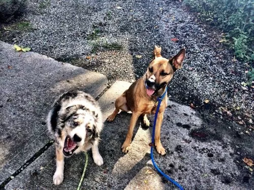 My dog Milly was just a puppy (6 months old) when she began her ventures with Jake & Friend"s Pet Services