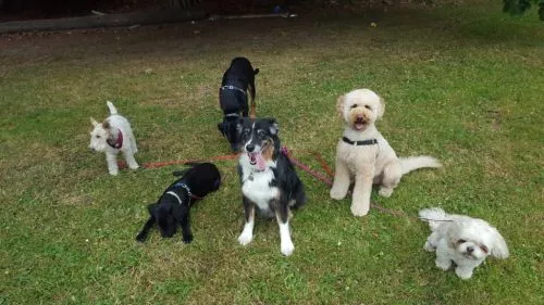 I"ve been using Seattle 4 Dogs since May 2018 for my now 7 month old Lab