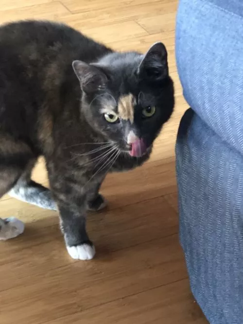 Sue has been taking care of our two kitties while we’re away for a few years now