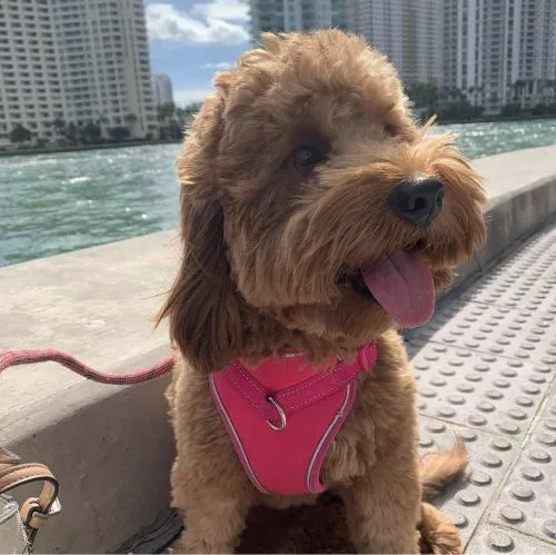 Our trusted dog sitter anytime we leave Miami! Lizzy stays at our place to watch our dogs and always puts our minds at ease