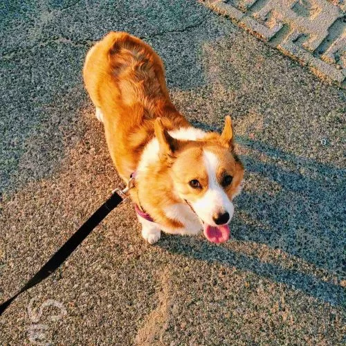 I loved being a dog walker for Swifto! They were very fast at responding given that they aren’t directly located in Miami