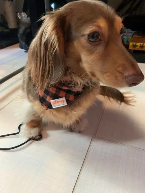 #1 Dog sitter in Miami. Casey watches my dog about 2x a month for a few days at a time and he loves it there