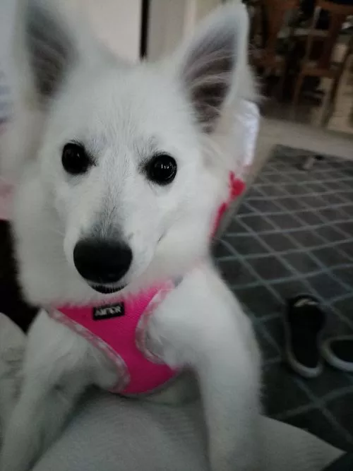 I got a new puppy who needed some basic training. I think the cost was about $130 for maybe 6 classes. The teacher is good