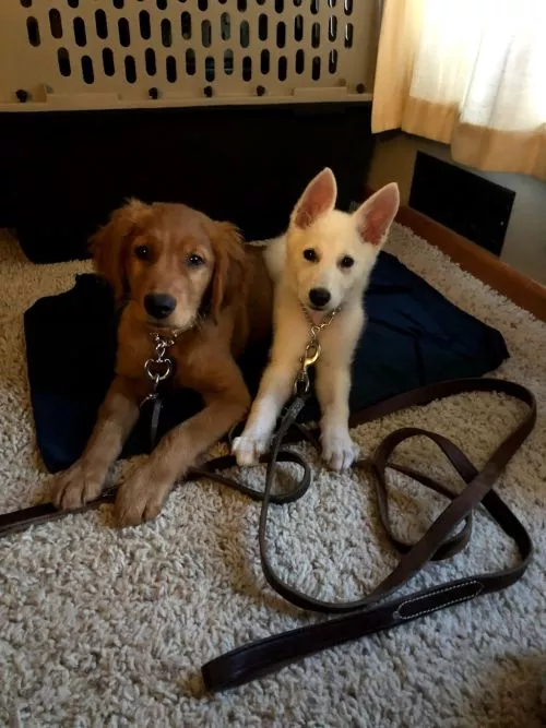 Tiffany is an absolute life changer. She helped me and zara overcome some struggles we had as dog and owner