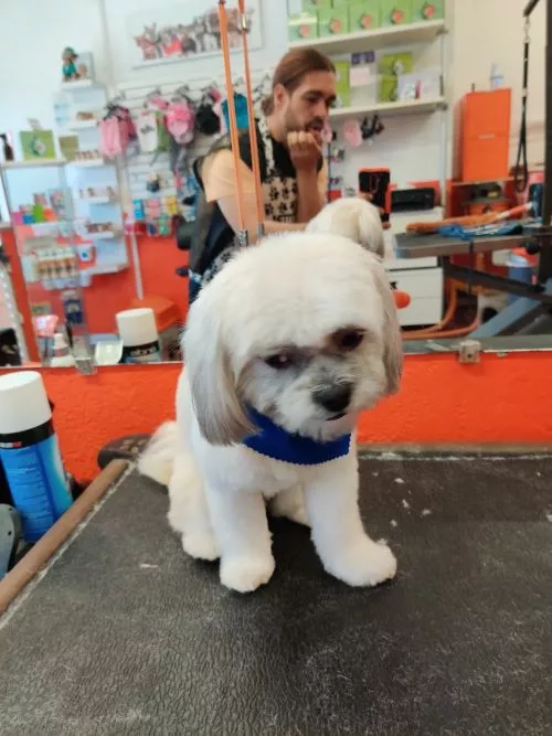 This place is amazing. Serious recognition to Victor. I have an innocent looking 5lb Morkie with so much anxiety that he