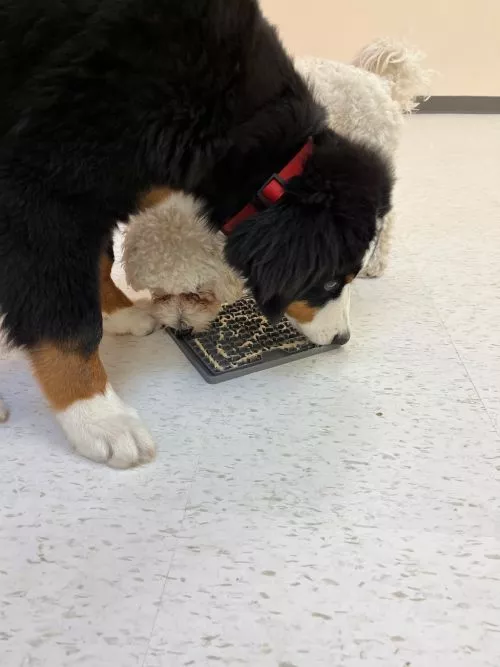 Posh Pet Club is AMAZING. I was sooo nervous about leaving my puppy for the first time while I was traveling