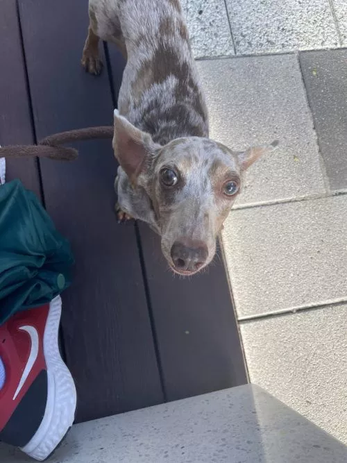 We used Laz for more than a year before moving. He was reliable and great with the dogs