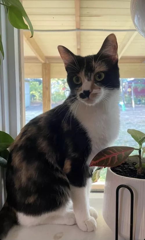 Such a great experience! My cat Indigo is a Calico cat and she was left beautifully done by Dog Charm